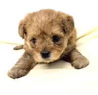 Jacob, a male Maltipoo for sale in Northport, AL – 3 of 3