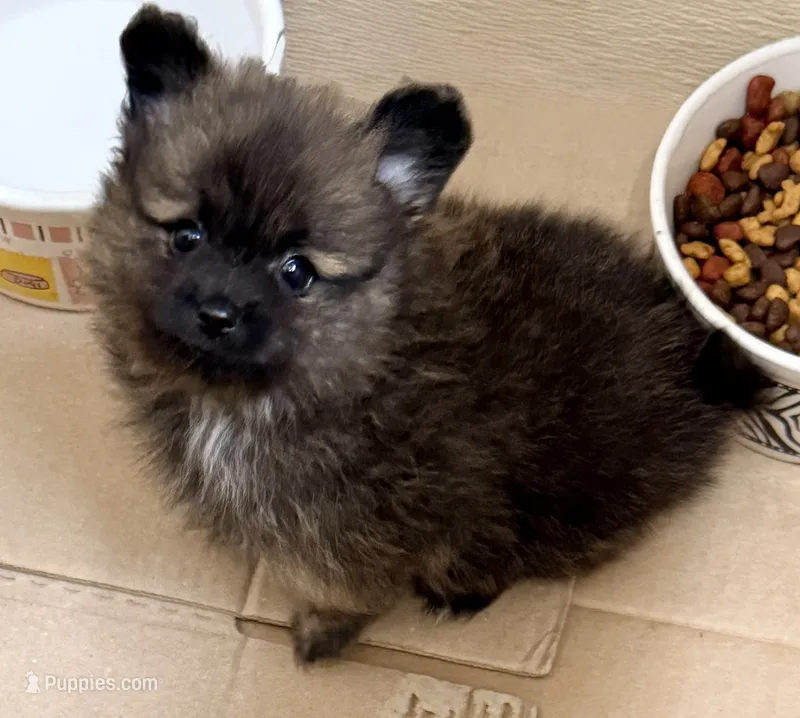 Connor – Pomchi puppy for sale in Northport, AL