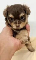 Dixie, a female Pomapoo for sale in Northport, AL – 2 of 4