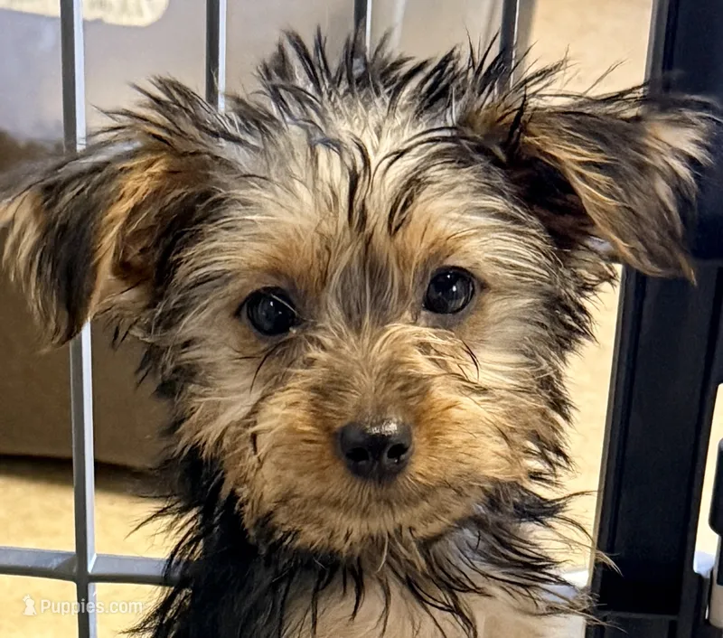 Sophie – Yorkshire Terrier puppy for sale in Northport, AL