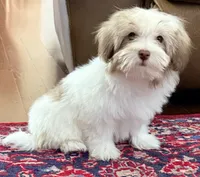 Sasha, a female Mal Shi for sale in Northport, AL – 3 of 5