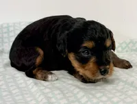 Emma, a female Yorkipoo for sale in Northport, AL – 2 of 4