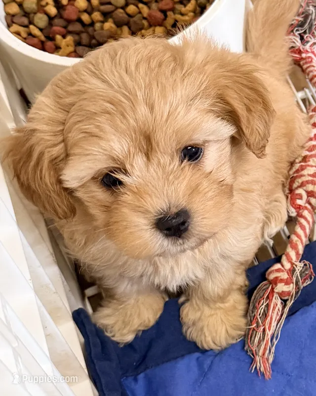 Nate – Maltipoo puppy for sale in Northport, AL