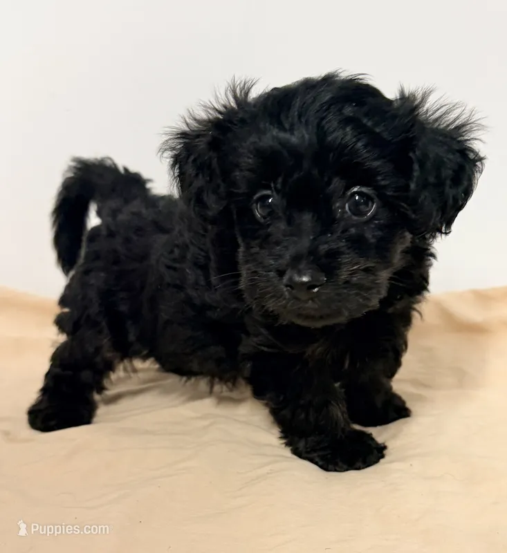 Bandit – Yorkipoo puppy for sale in Northport, AL