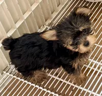 Dawson, a male Yorkshire Terrier for sale in Northport, AL – 2 of 4
