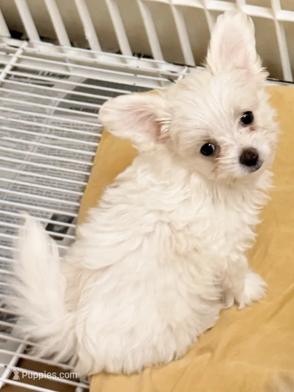 Peanut – Mal Shi puppy for sale in Northport, AL