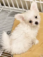Aspen, a male Maltese and Shih Tzu for sale in Northport, AL – 1 of 3