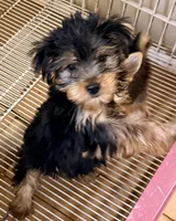 Rex, a male Yorkshire Terrier for sale in Northport, AL – 3 of 4