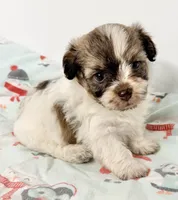 Benny, a male Mal Shi for sale in Northport, AL – 1 of 3