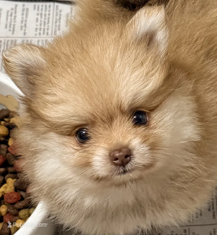 Bear – Pomeranian puppy for sale in Northport, AL