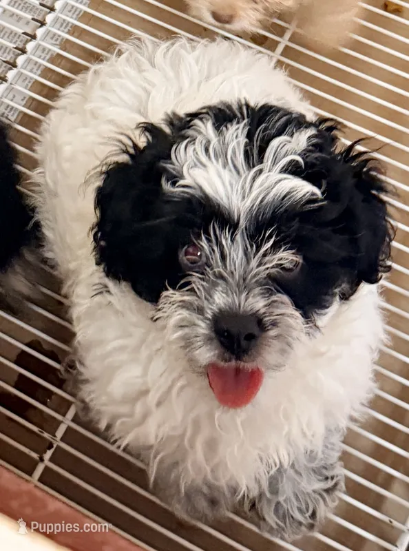 Blake – Shihpoo puppy for sale in Northport, AL