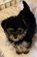 Emma, a female Maltipom for sale in Northport, AL – 2 of 3