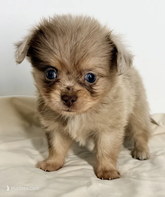 Snickers – Shiranian puppy for sale in Northport, AL