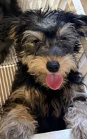 Maggie, a female Yorkipoo for sale in Northport, AL – 3 of 4