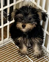Louie, a male Yorkipoo for sale in Northport, AL – 2 of 3