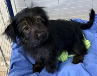 Lexie, a female Yorkipoo for sale in Northport, AL – 2 of 4