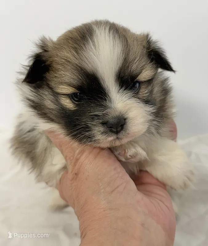 Sadie – Pomeranian puppy on hold in Northport, AL