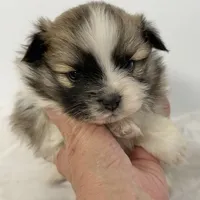 Sadie, a female Pomeranian for sale in Northport, AL – Photo 1 of 5