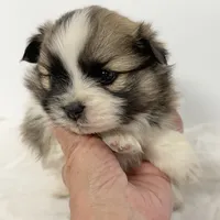 Sadie, a female Pomeranian for sale in Northport, AL – Photo 2 of 5