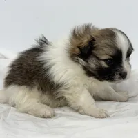 Sadie, a female Pomeranian for sale in Northport, AL – Photo 5 of 5