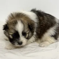 Sadie, a female Pomeranian for sale in Northport, AL – Photo 3 of 5