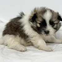 Sadie, a female Pomeranian for sale in Northport, AL – Photo 4 of 5