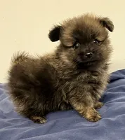 Connor, a male Pomchi for sale in Northport, AL – 3 of 4