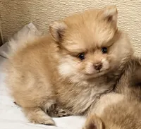 Bear, a male Pomeranian for sale in Northport, AL – 3 of 5