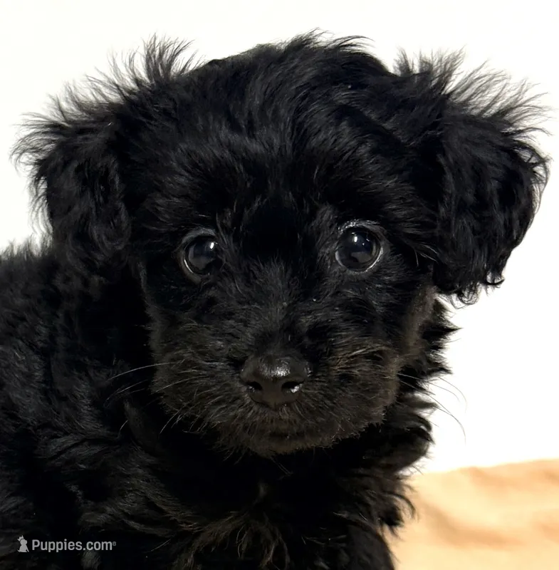 Bandit – Yorkipoo puppy for sale in Northport, AL