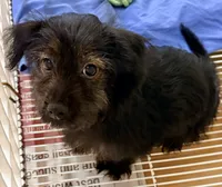 Lexie, a female Yorkipoo for sale in Northport, AL – 3 of 4