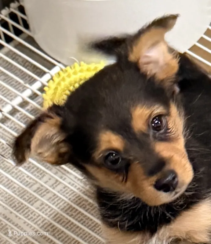Hank – Pomeranian, Yorkshire Terrier puppy for sale in Northport, AL