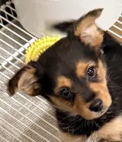 Hank, a male Pomeranian and Yorkshire Terrier for sale in Northport, AL – 1 of 5