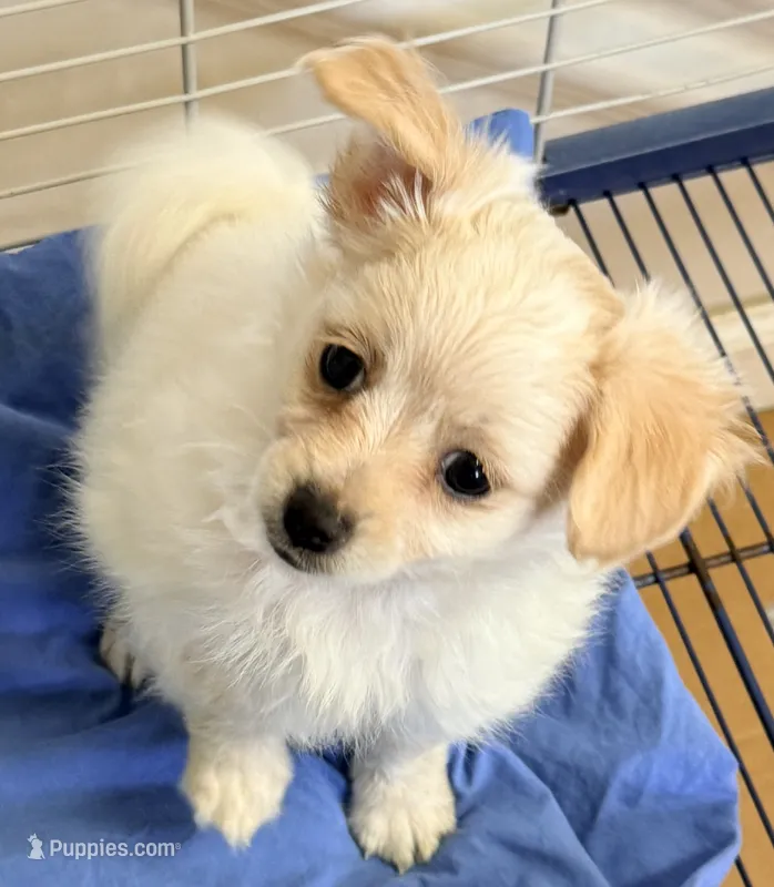 Ella – Maltese, Pomeranian puppy for sale in Northport, AL