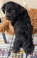 Raven, a female Yorkipoo for sale in Northport, AL – 3 of 4