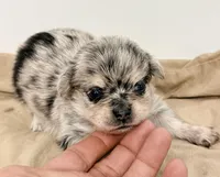 Morgan, a male Maltipom for sale in Northport, AL – Photo 2 of 3