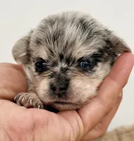 Morgan, a male Maltipom for sale in Northport, AL – Photo 1 of 3