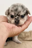 Morgan, a male Maltipom for sale in Northport, AL – Photo 3 of 3