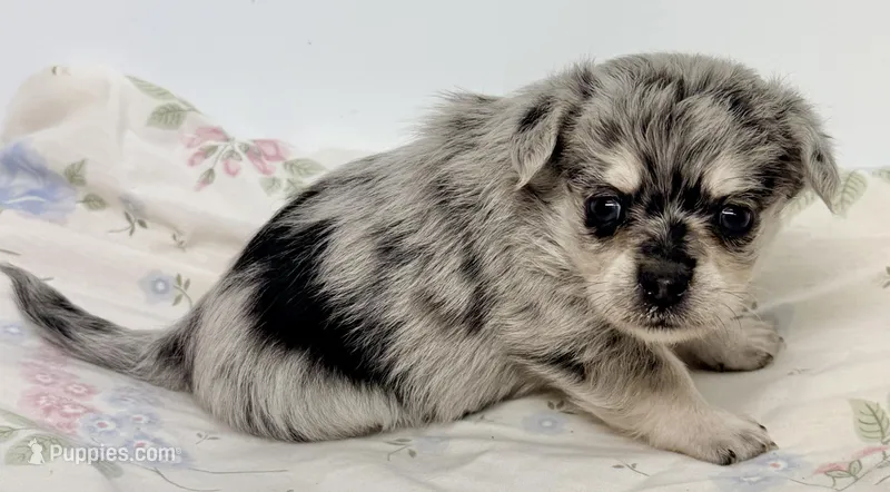 Morgan – Maltipom puppy for sale in Northport, AL