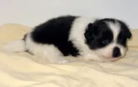 Cookie, a female Pomchi for sale in Northport, AL – 2 of 4