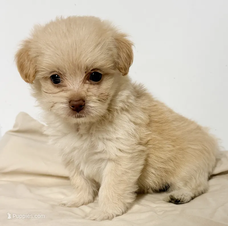 Bella – Mal Shi puppy for sale in Northport, AL