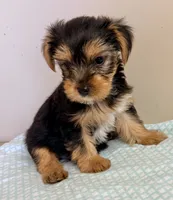 Carson, a male Yorkshire Terrier for sale in Northport, AL – 1 of 3