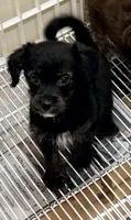 Saban, a male Pomeranian and Yorkshire Terrier for sale in Northport, AL – 2 of 4