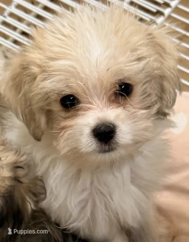 Trixie – Maltipom puppy for sale in Northport, AL