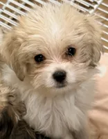 Trixie, a female Maltipom for sale in Northport, AL – 1 of 4