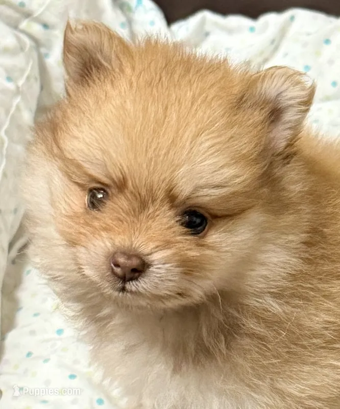 Barron – Pomeranian puppy for sale in Northport, AL
