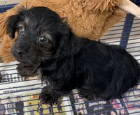 Raven, a female Yorkipoo for sale in Northport, AL – 4 of 4