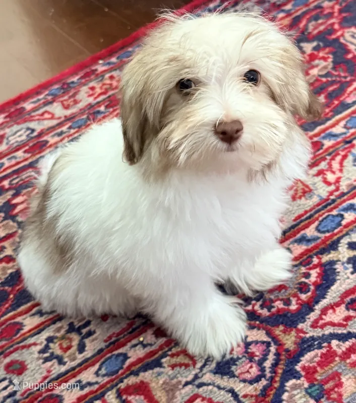 Dixie – Mal Shi puppy for sale in Northport, AL