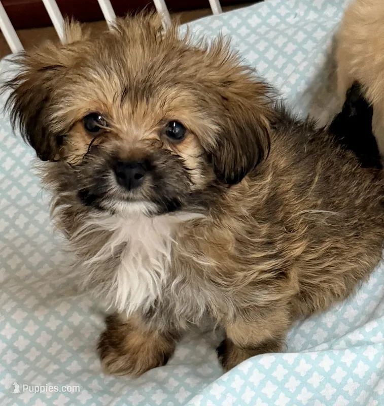 Sophie – Maltese, Shih Tzu puppy for sale in Northport, AL