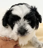 Jackson, a male Shihpoo for sale in Northport, AL – 3 of 6