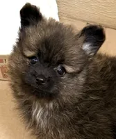 Barron, a male Pomchi for sale in Northport, AL – 1 of 3